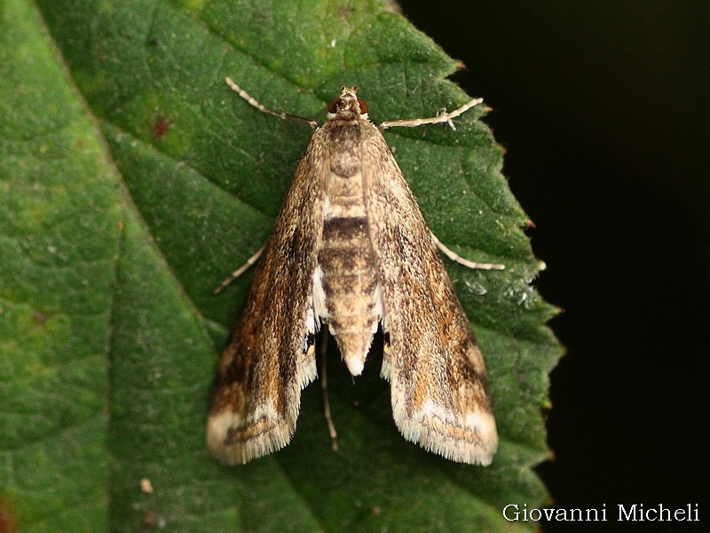 Crambidae da id - Cataclysta lemnata